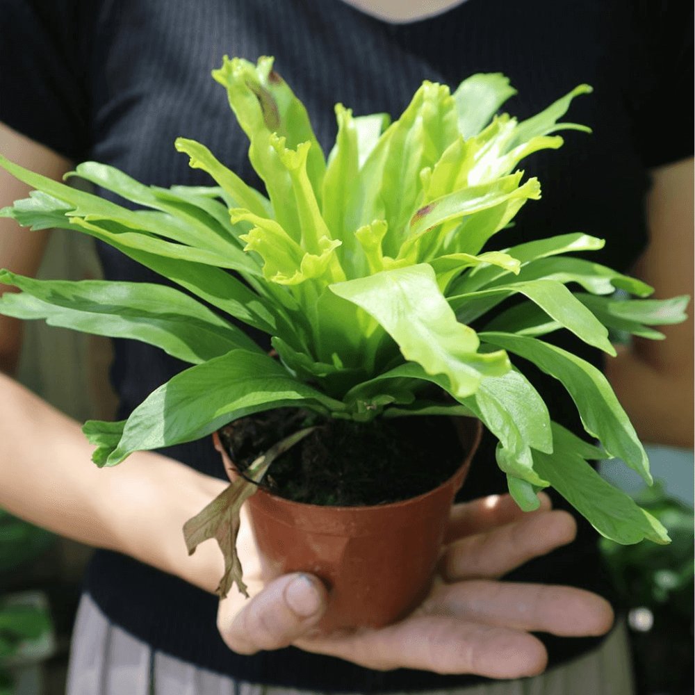 Cây Dương Xỉ Xoăn Đuôi Cá 3