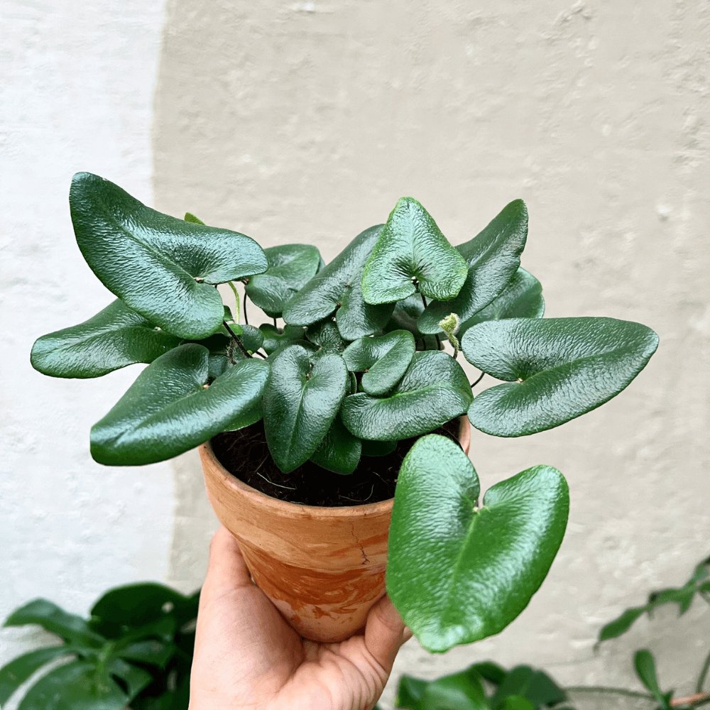 Cây Dương Xỉ Lá Tim