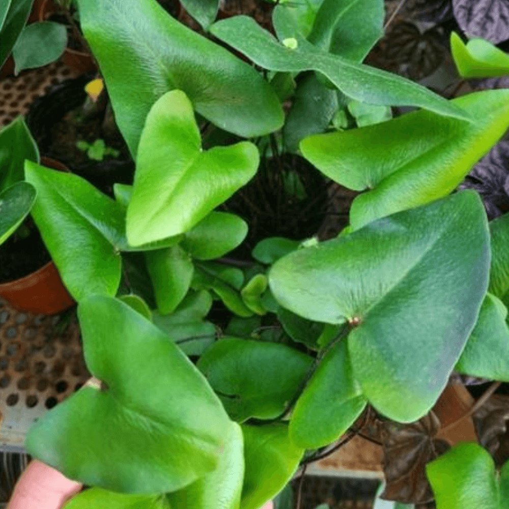 Cây Dương Xỉ Lá Tim 3