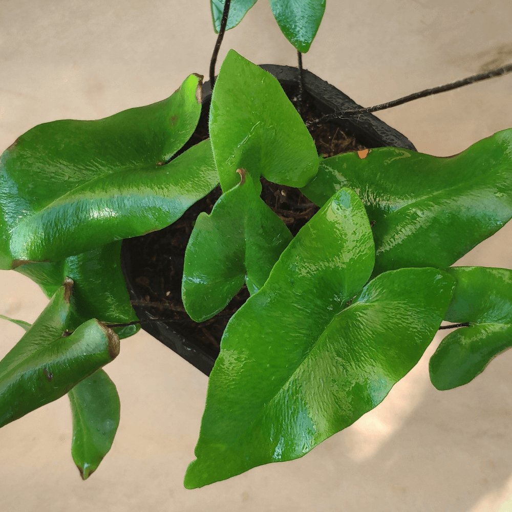 Cây Dương Xỉ Lá Tim 2