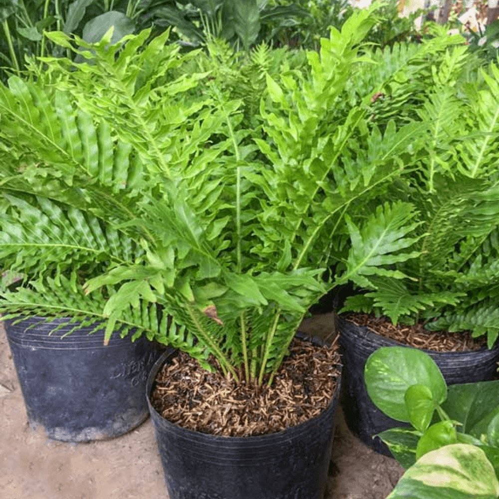 Cây Dương Xỉ Khổng Tước 3