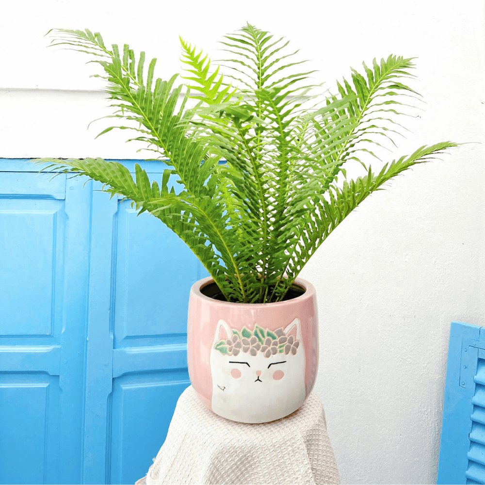 Cây Dương Xỉ Khổng Tước 2