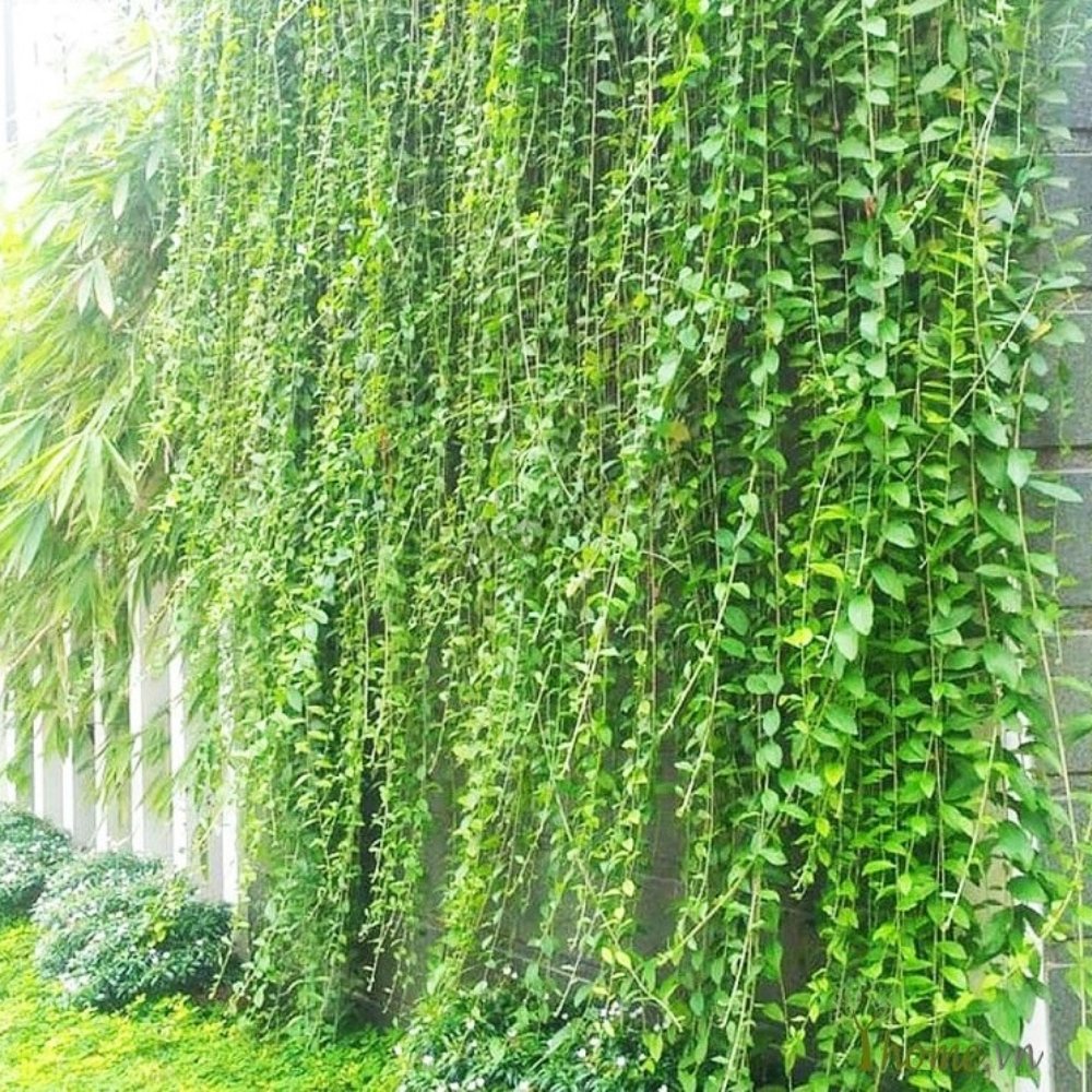 Cây Cúc Tần C9 3