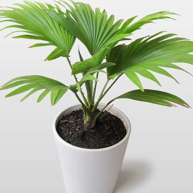 Cây Cọ Nhật Mini