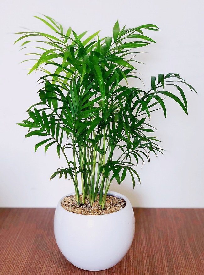 Cây Cau Tiểu Trâm 2