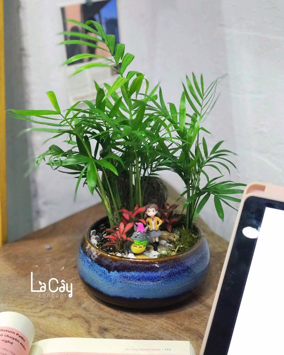 Cây Cau Tiểu Trâm 3