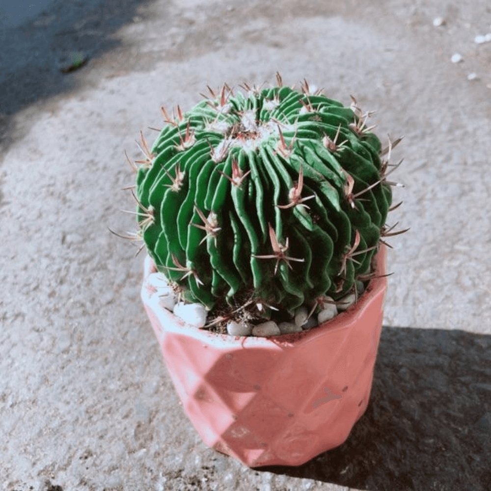 Cây Xương Rồng Trúc Ngọc 3