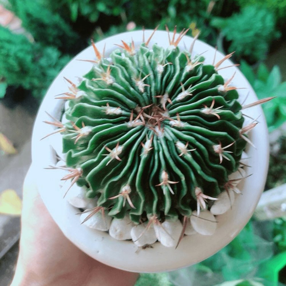 Cây Xương Rồng Trúc Ngọc 2