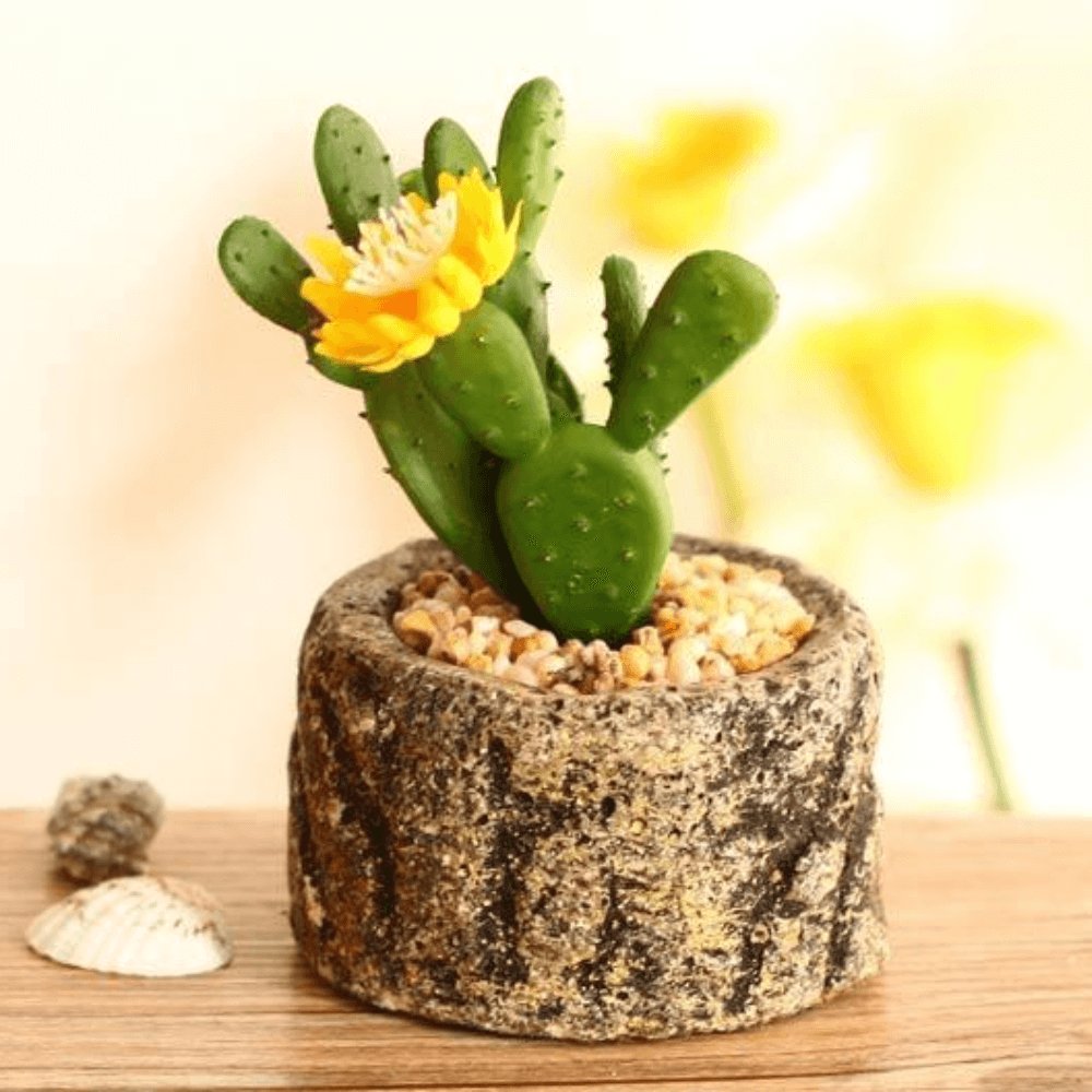 Cây Xương Rồng Tai Thỏ 2