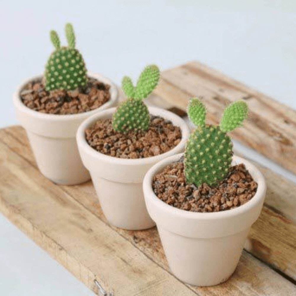 Cây Xương Rồng Tai Thỏ 3