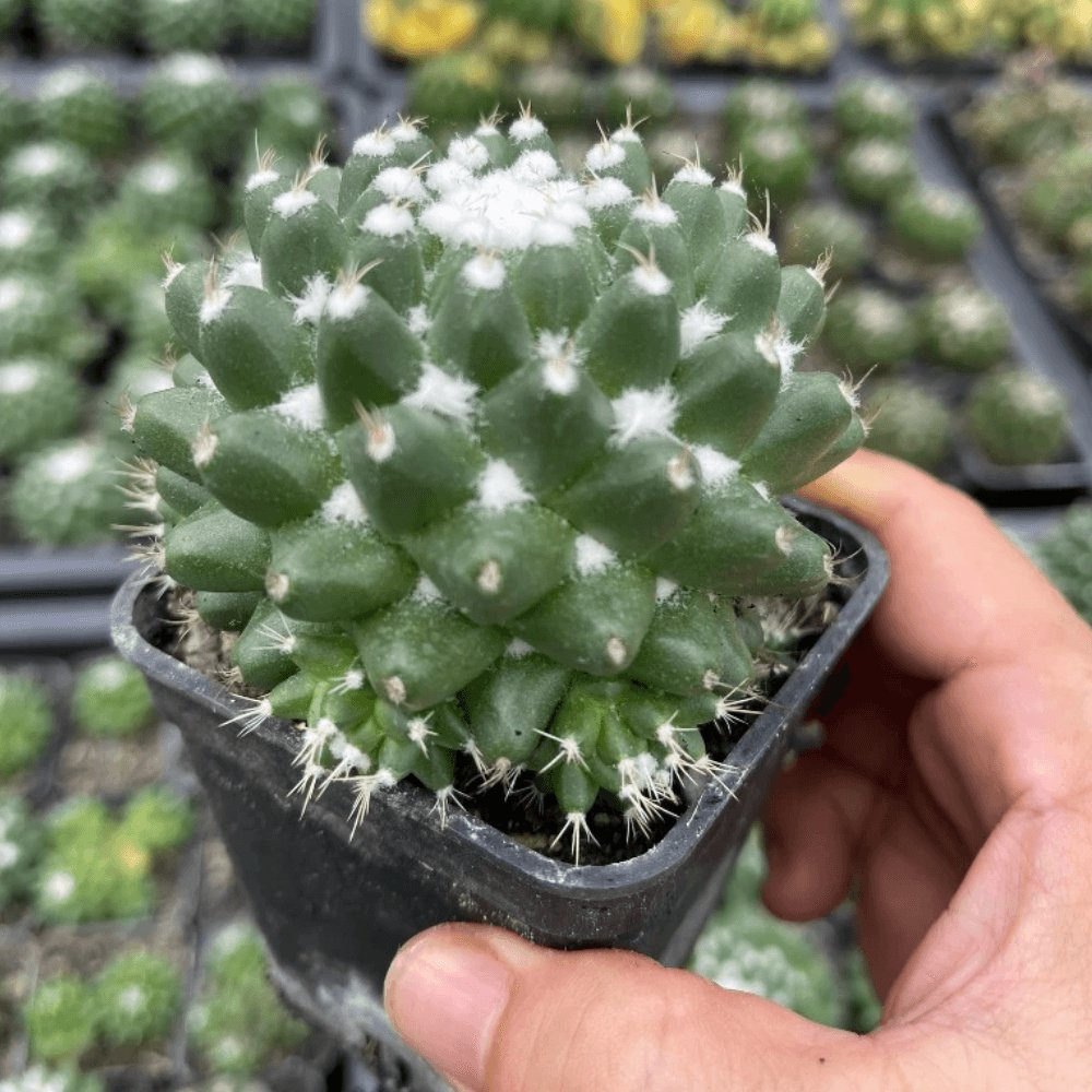 Xương Rồng Sầu Riêng