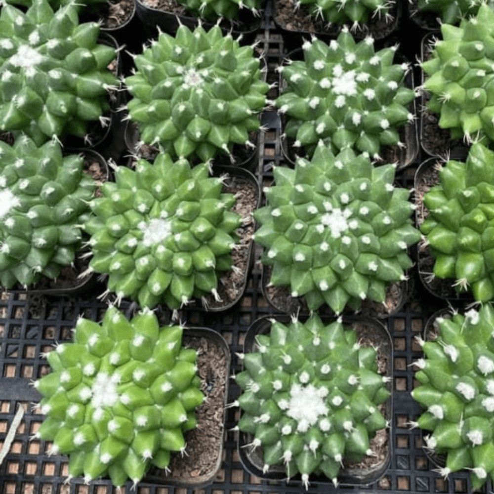 Xương Rồng Sầu Riêng 2