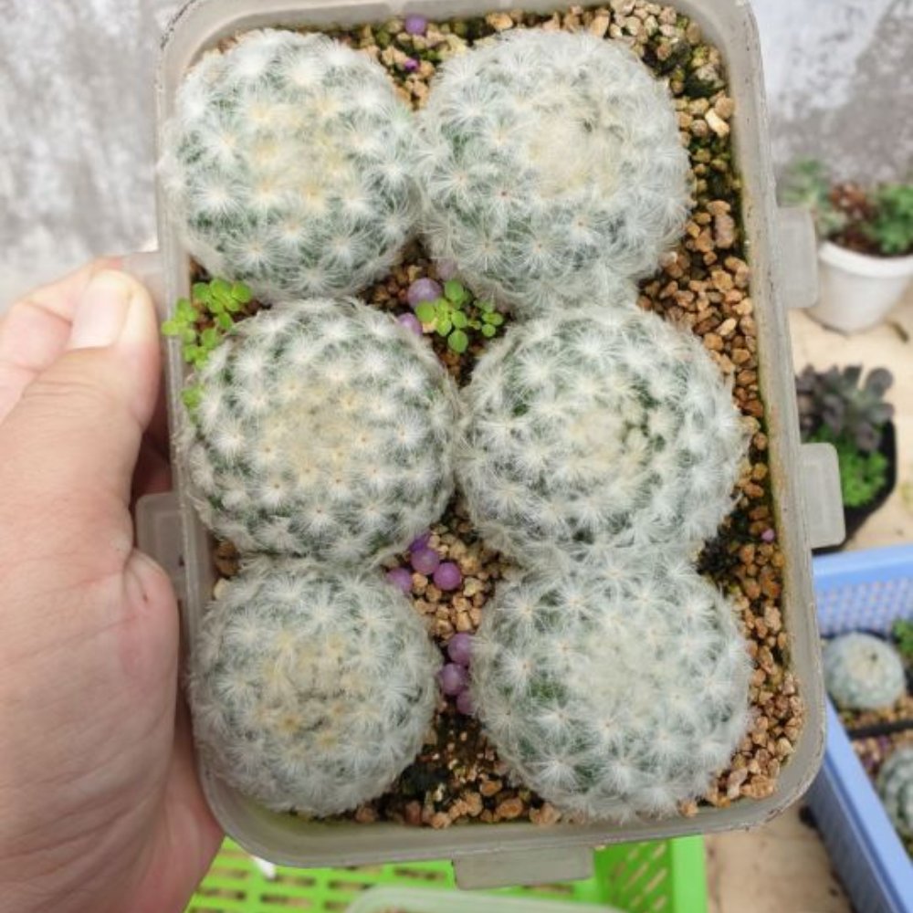 Cây Xương Rồng Mami Trắng 117 2