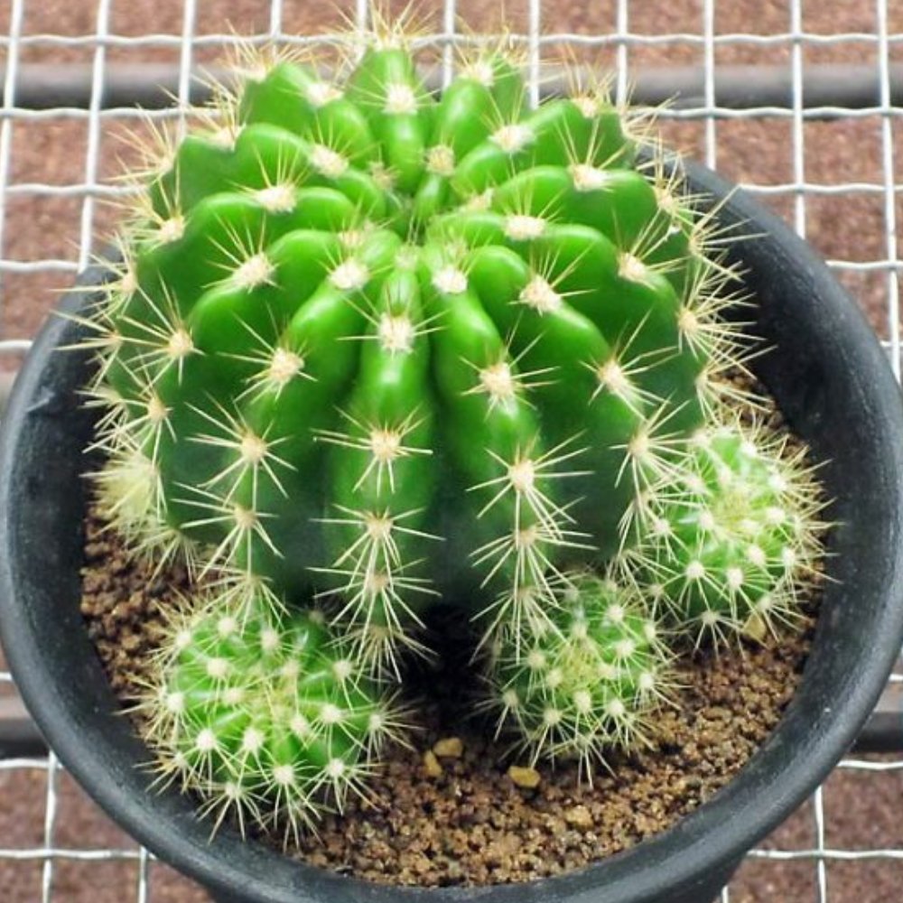 Cây Xương Rồng Bí Xanh Bầu 2