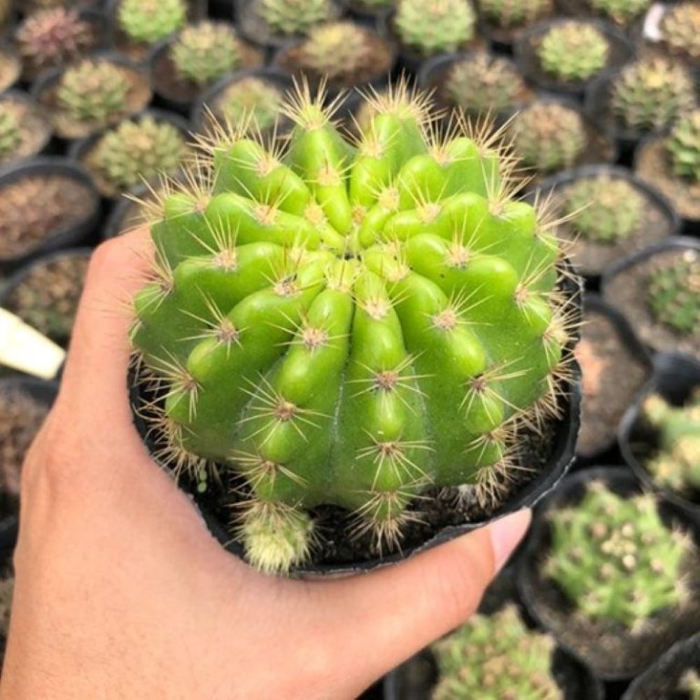 Cây Xương Rồng Bí Xanh Bầu 3