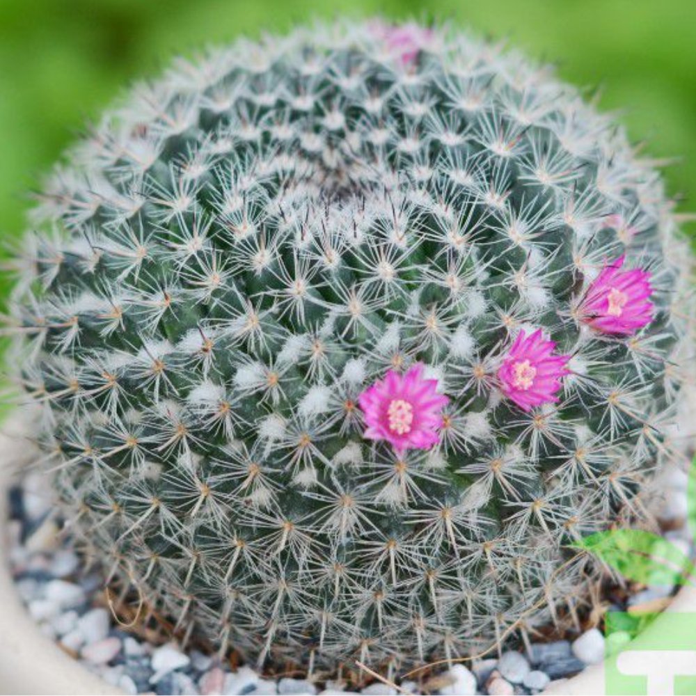 Cây Xương Rồng Bánh 3