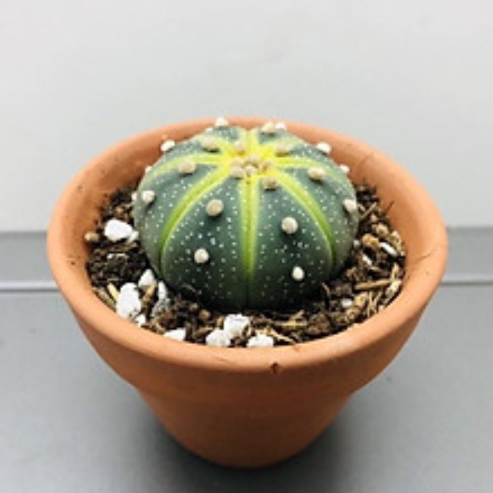 Cây Xương Rồng Aster Vàng TQ 2