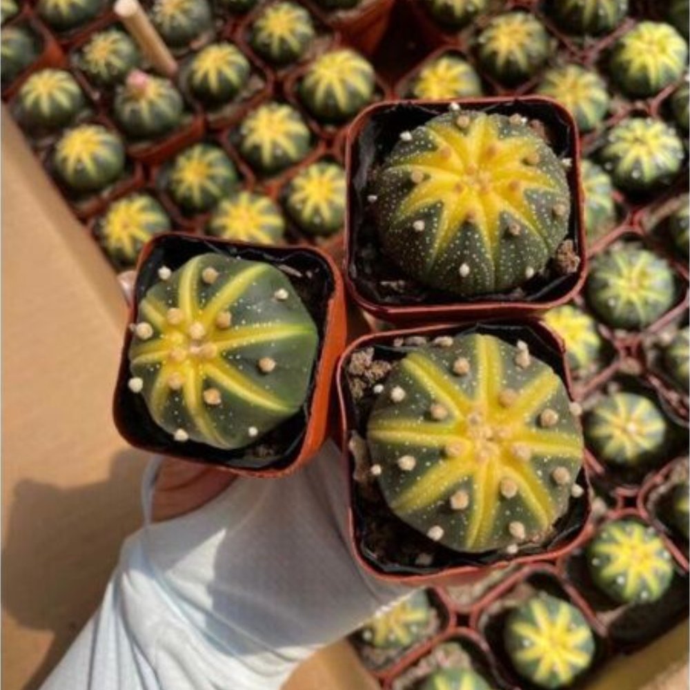 Cây Xương Rồng Aster Vàng TQ 3