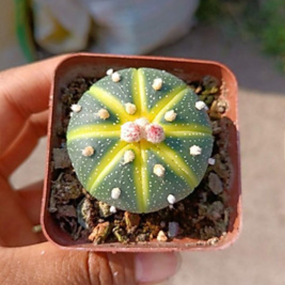 Cây Xương Rồng Aster Vàng TQ