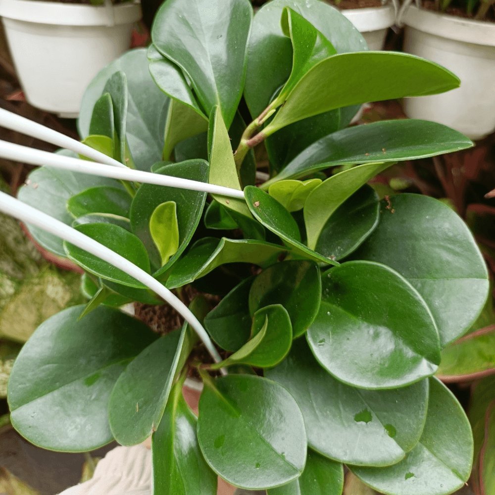 Chậu Treo Cây Trường Sinh