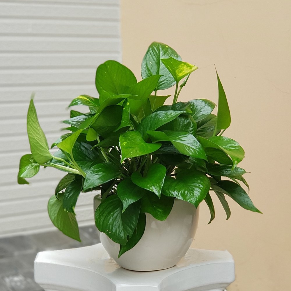 Chậu Treo Cây Trầu Xanh Thái Ngắn 2