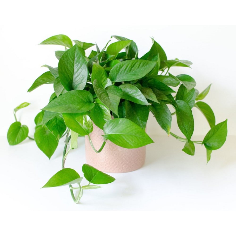 Chậu Treo Cây Trầu Xanh Thái Ngắn