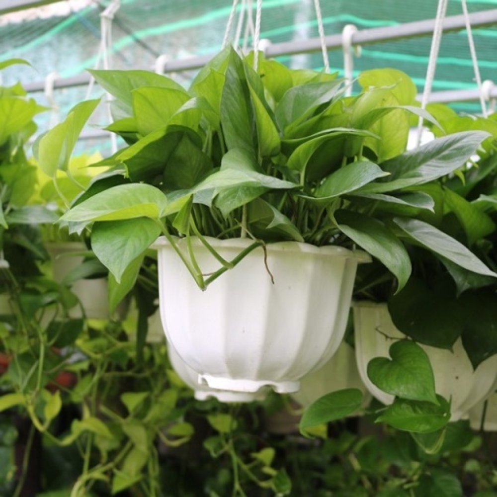 Chậu Treo Cây Trầu Xanh Thái Ngắn 3