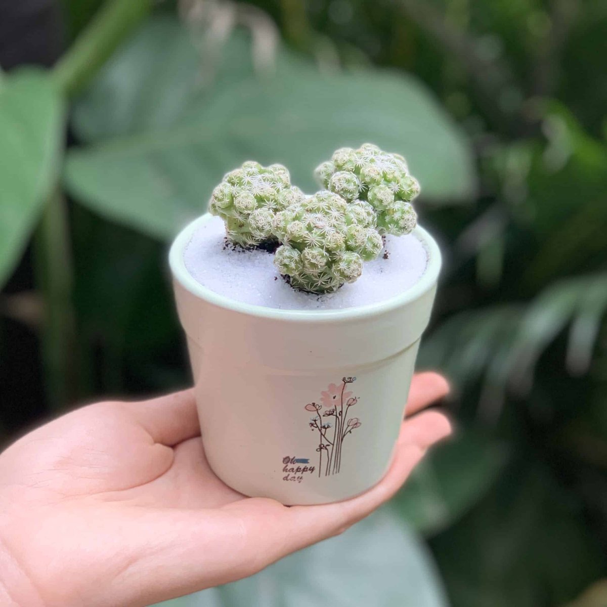 Chậu Treo Cây Trầu Bà Nhung