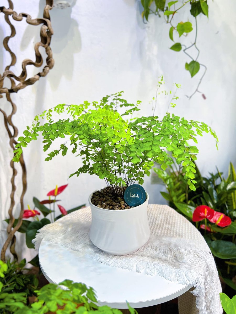 Chậu Treo Cây Tóc Thần Vệ Nữ 2