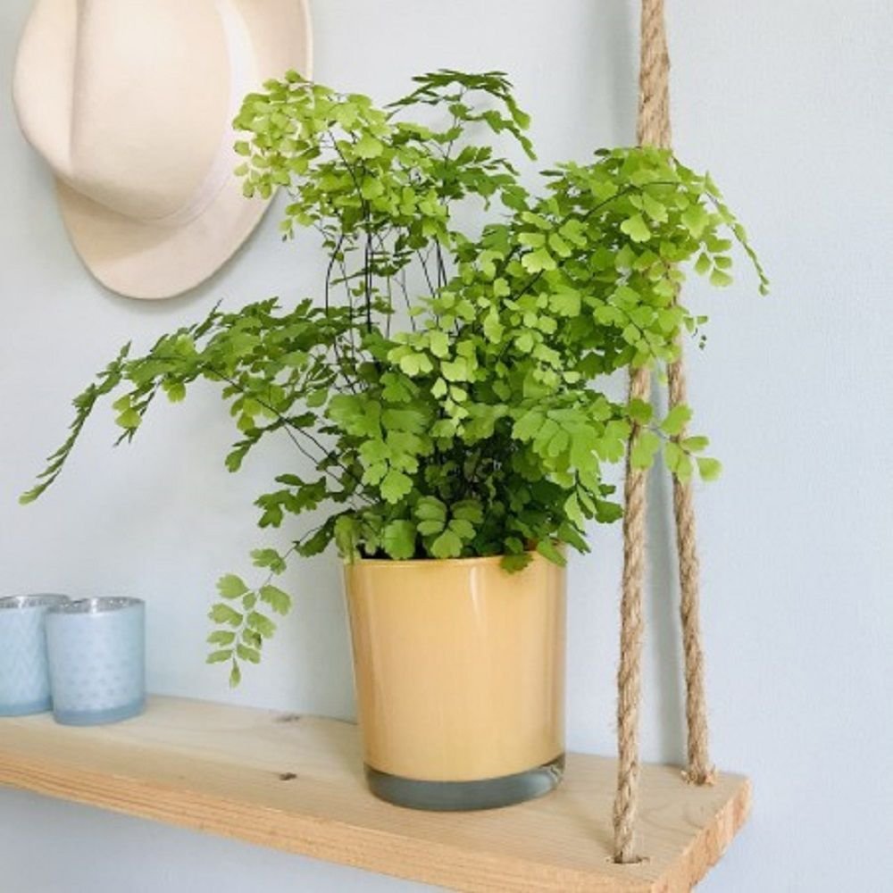 Chậu Treo Cây Tóc Thần Vệ Nữ