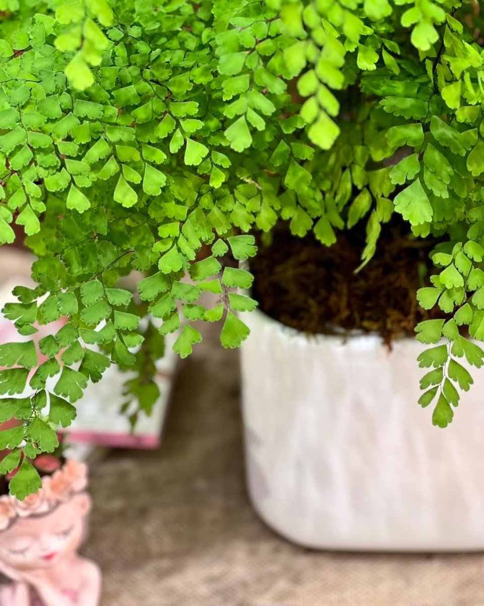 Chậu Treo Cây Tóc Thần Vệ Nữ 3