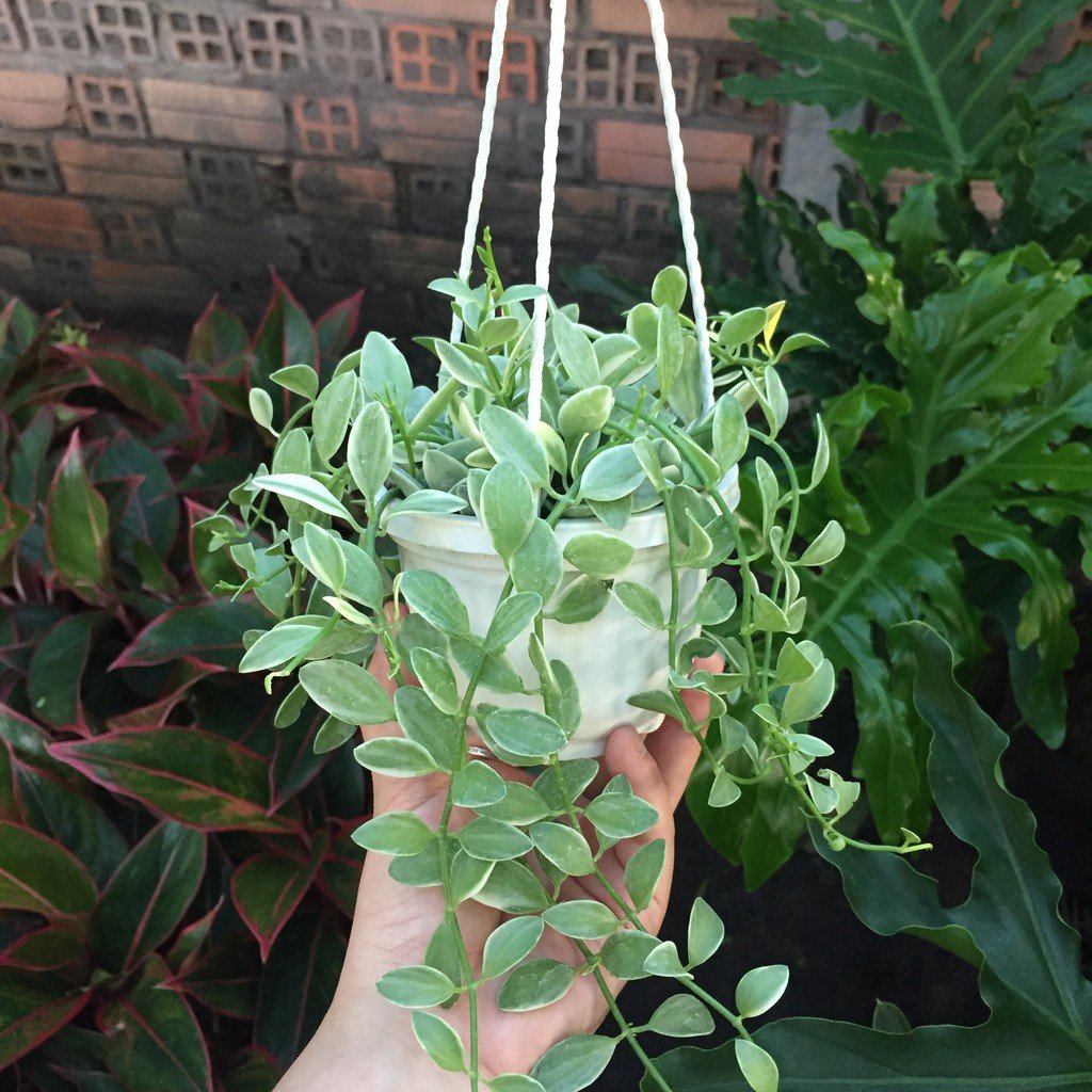 Cây Hạt Dưa Sọc Chậu Treo
