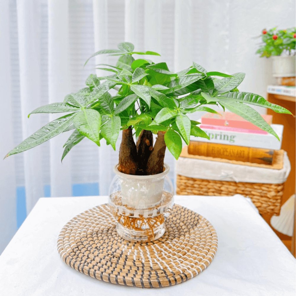 Cây Kim Ngân 3 Gốc Thủy Sinh