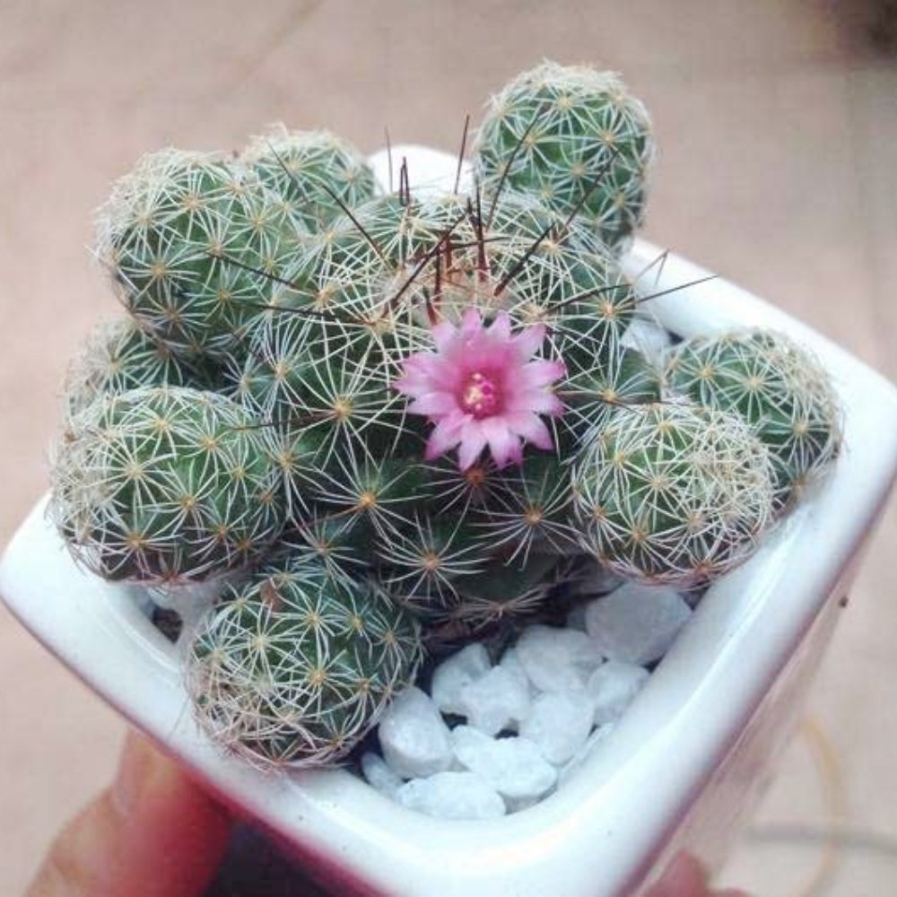 Cây Xương Rồng Trứng Chim | Thimble Cactus