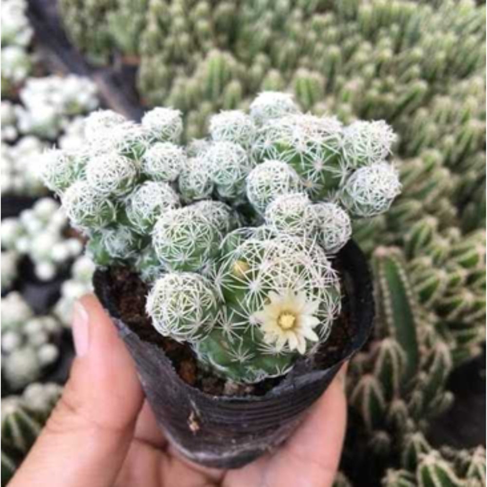 Cây Xương Rồng Trứng Chim | Thimble Cactus 2