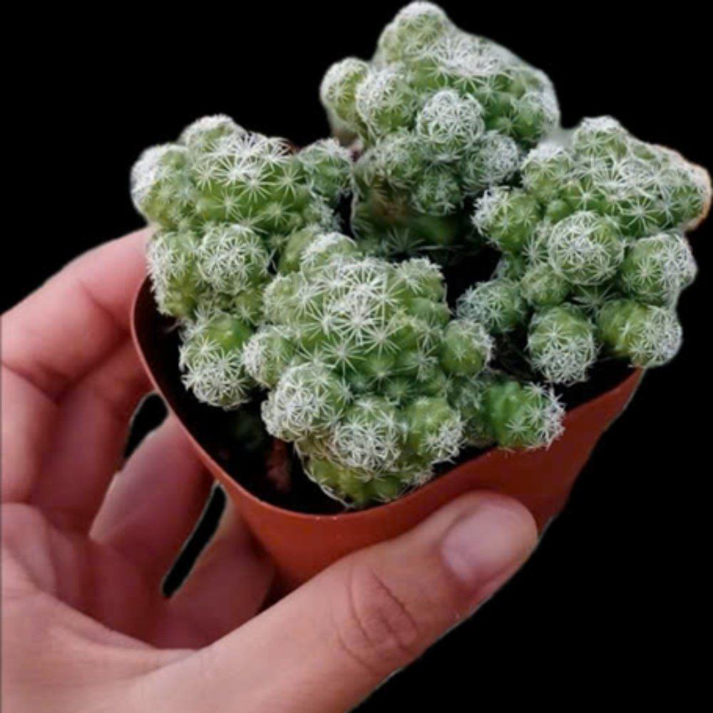 Cây Xương Rồng Trứng Chim | Thimble Cactus 3