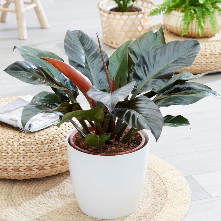 Trầu Bà Đế Vương Đỏ