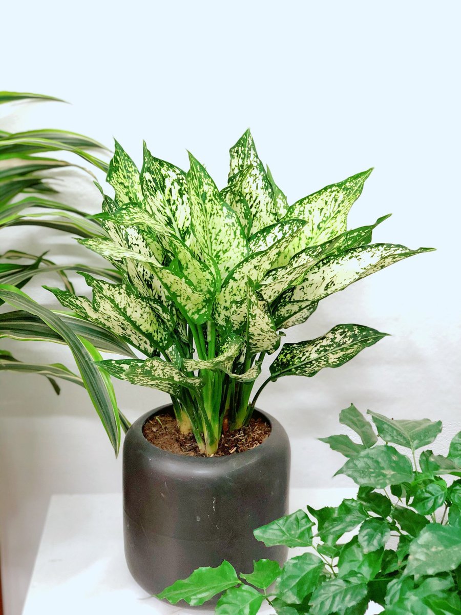 Cây Ngọc Ngân | Valentine Plant 2