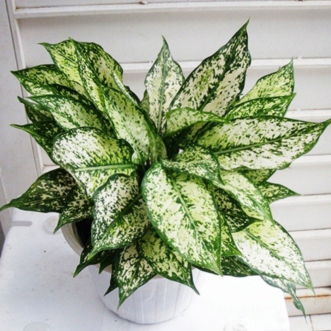 Cây Ngọc Ngân | Valentine Plant 3