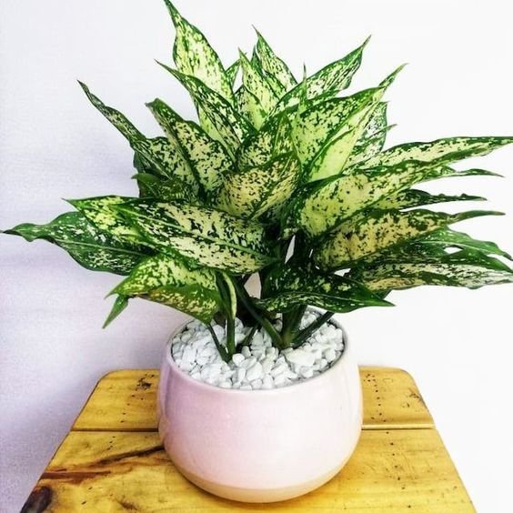 Cây Ngọc Ngân | Valentine Plant