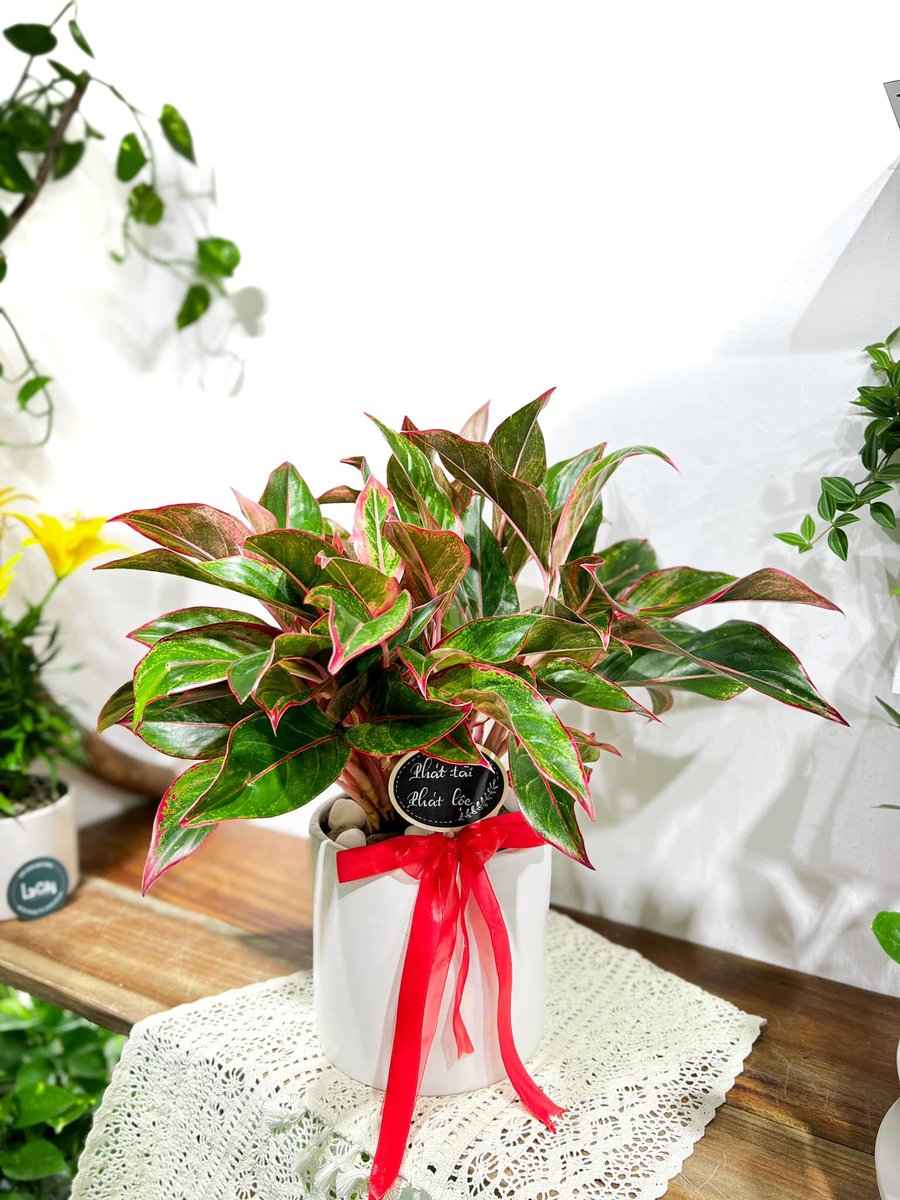 Cây Phú Quý | Aglaonema Red (giá chưa bao gồm chậu) 2