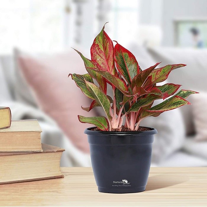Cây Phú Quý | Aglaonema Red (giá chưa bao gồm chậu)