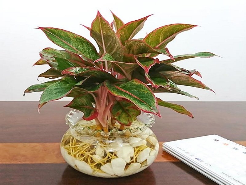 Cây Phú Quý | Aglaonema Red (giá chưa bao gồm chậu) 3