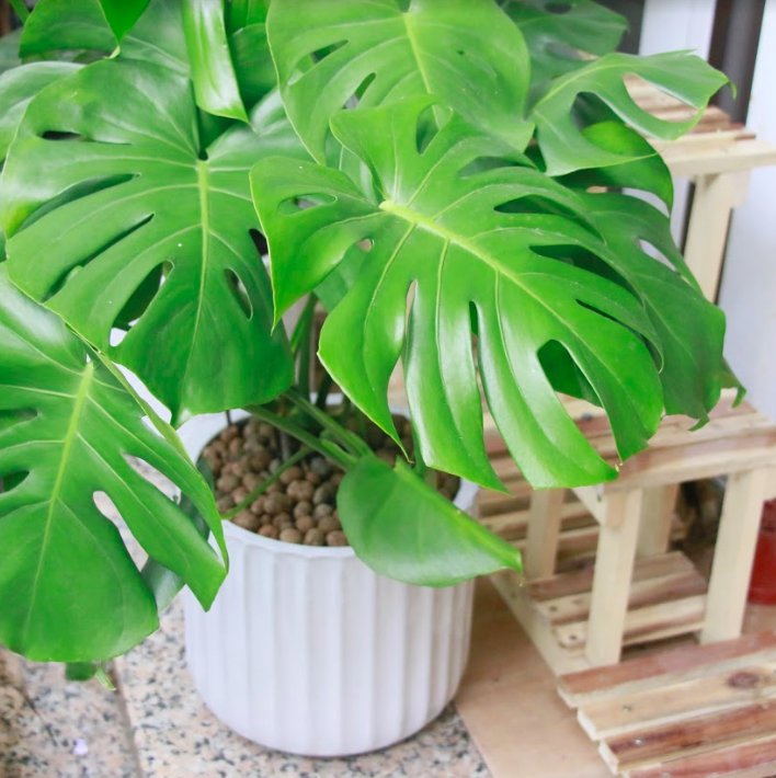 Cây Monstera