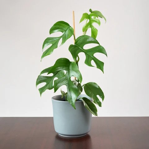 Monstera Leo