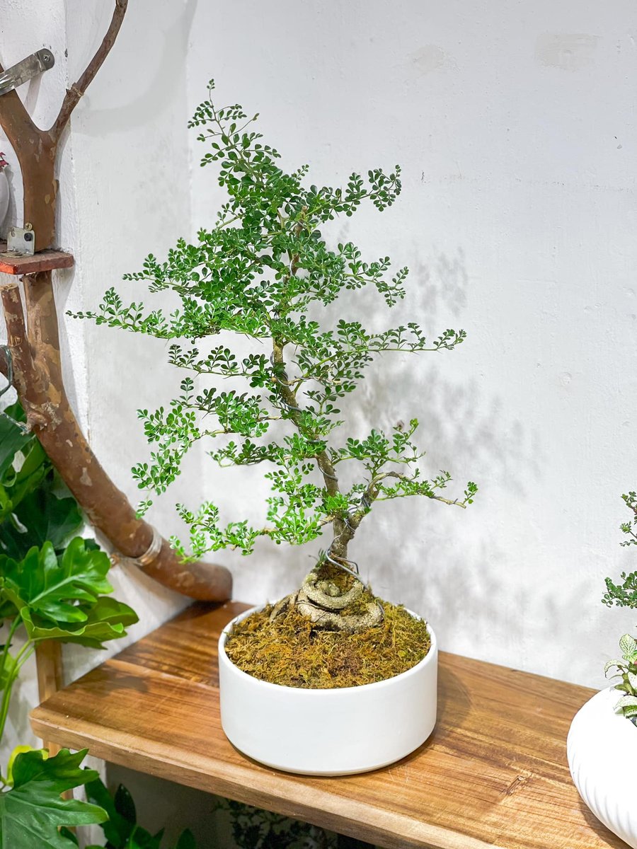 Cây Cần Thăng 3
