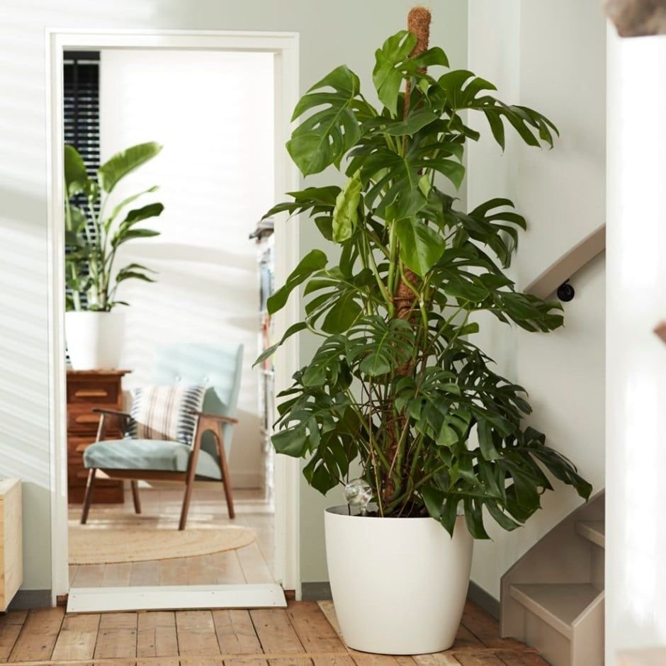 Cây Monstera Deliciosa