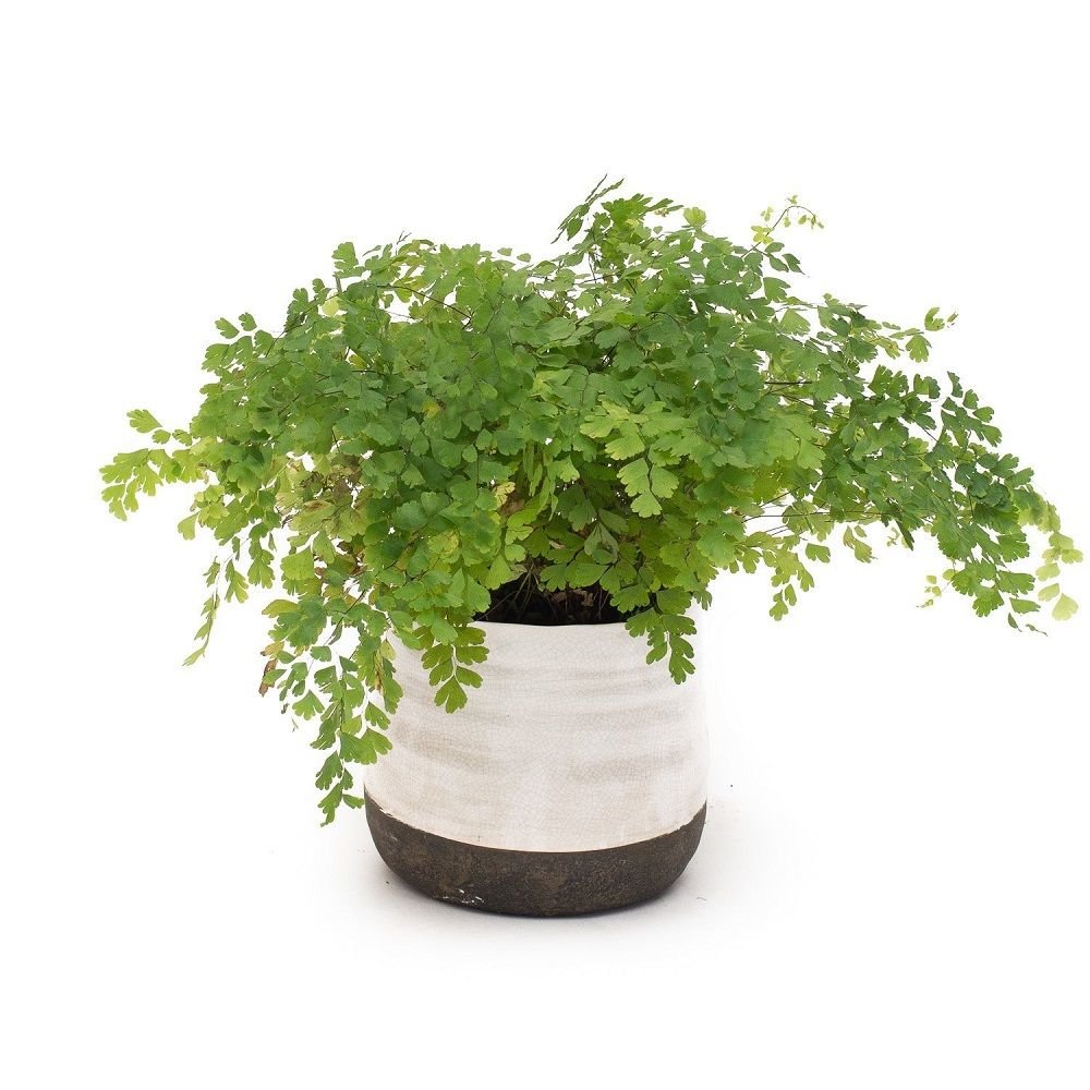 Cây Tóc Thần Vệ Nữ