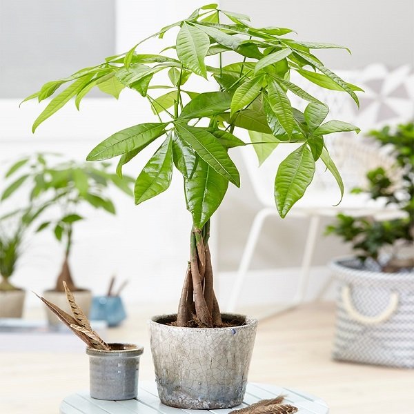 Cây KIM NGÂN BÍNH | Money Tree