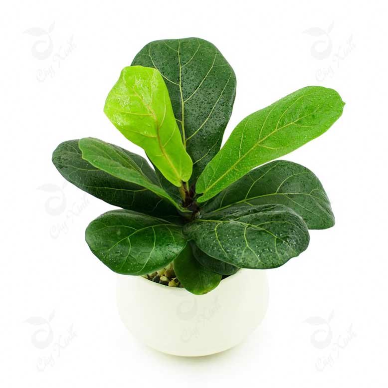 Bàng Singapore | Fiddle-leaf fig